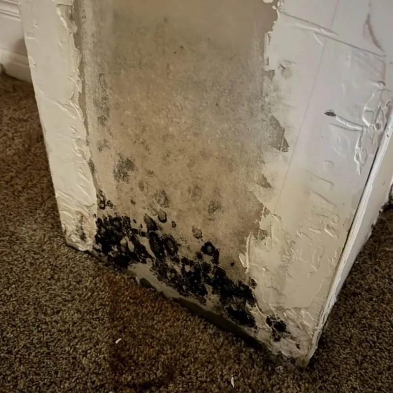 Professional Mold Removal in Pinewood Estates, TX